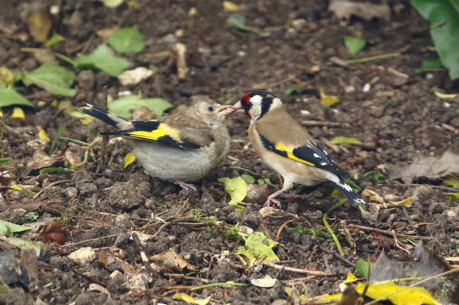 Abington Naturewatch: Young Goldfinch being feed