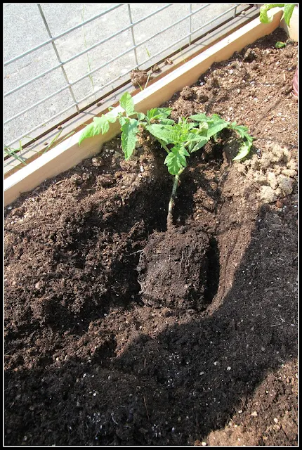 resulting vegetables from sideways tomatoes planting.