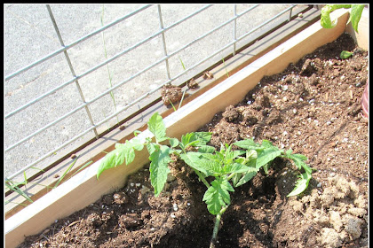   Master Tomato Planting: Why Plant Tomatoes Sideways