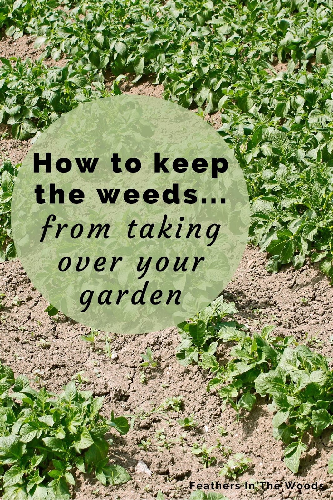 How to control weeds in the garden Feathers in the woods