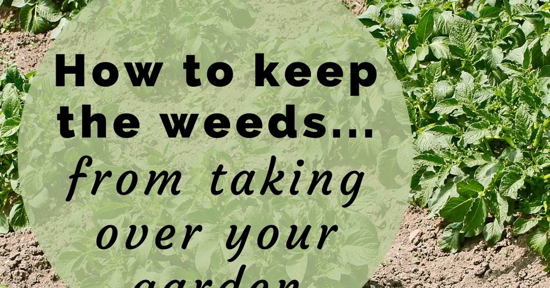 How to control weeds in the garden Feathers in the woods
