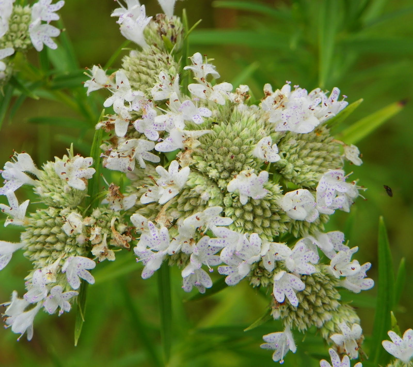 "What's Blooming Now" Narrowleaf Mountain Mint (Pycnanthemum tenuifolium)