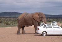 RSA-Addo Elephant park 4