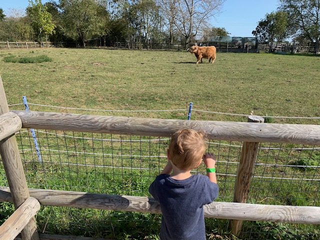 Boy at a fence, looking at the highland cows