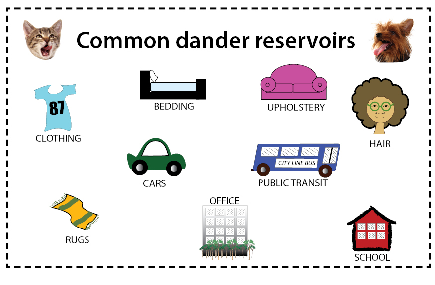 Dog Abc Dog Epileptic Seizure