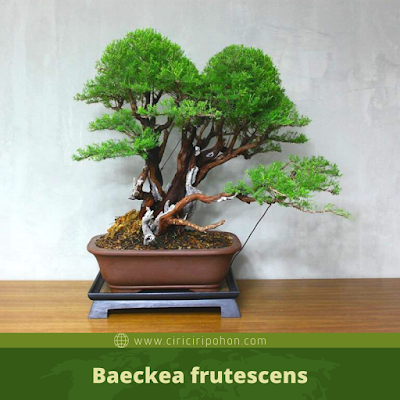 Baeckea frutescens