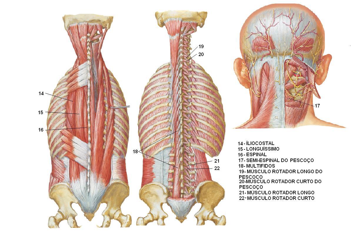 ESTUDOS ÁREA DA SAÚDE Sara Dall'Alba ANATOMIA MIOLOGIA COLUNA CERVICAL