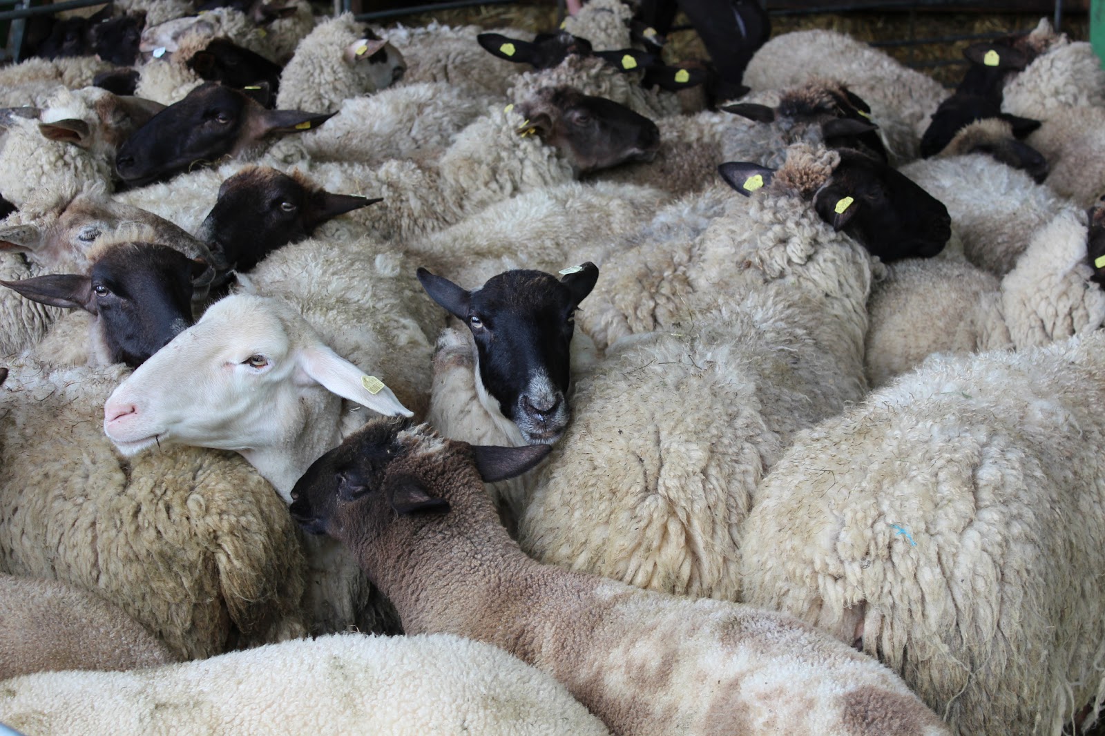 käferglück Es ist Frühling, die Schafe werden geschoren
