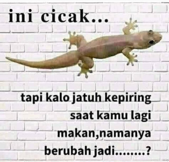 Ada Yang Bisa Jawab : Cicak Jatuh Ke Piring Berubah Jadi Apa