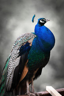 scientist name of peacock