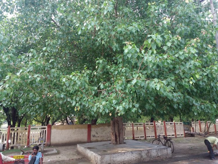 49+ Peepal Tree Leaf Art Pics