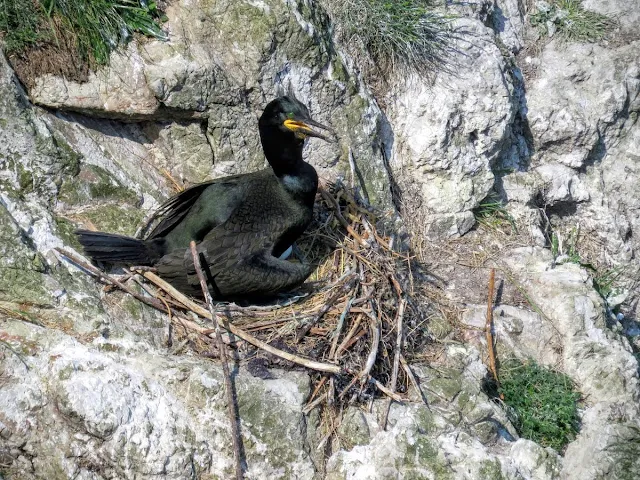 Day trip to Ireland's Eye Island - nesting cormorant