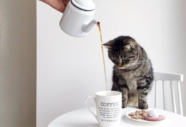 cat watching coffee being poured