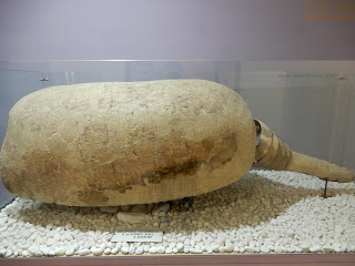 バレンシア自然史博物館(Natural Science Museum of Valencia) ホプロフォラスの化石