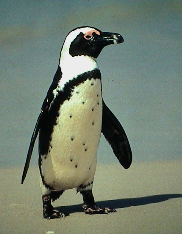 http://1.bp.blogspot.com/-kgHlF0RNrU0/TcMkD2ykQqI/AAAAAAAABkA/gQaDjSdau0Q/s1600/Jackass-Penguin.jpg