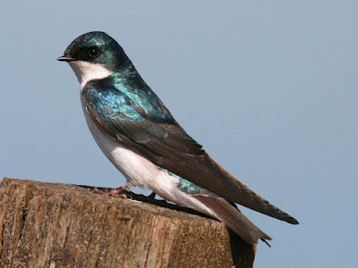 Photo of a Tree Swallow on a fence post