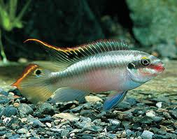 Cara Budidaya Ternak Ikan Hias Mini Asevha Blog Wirausaha