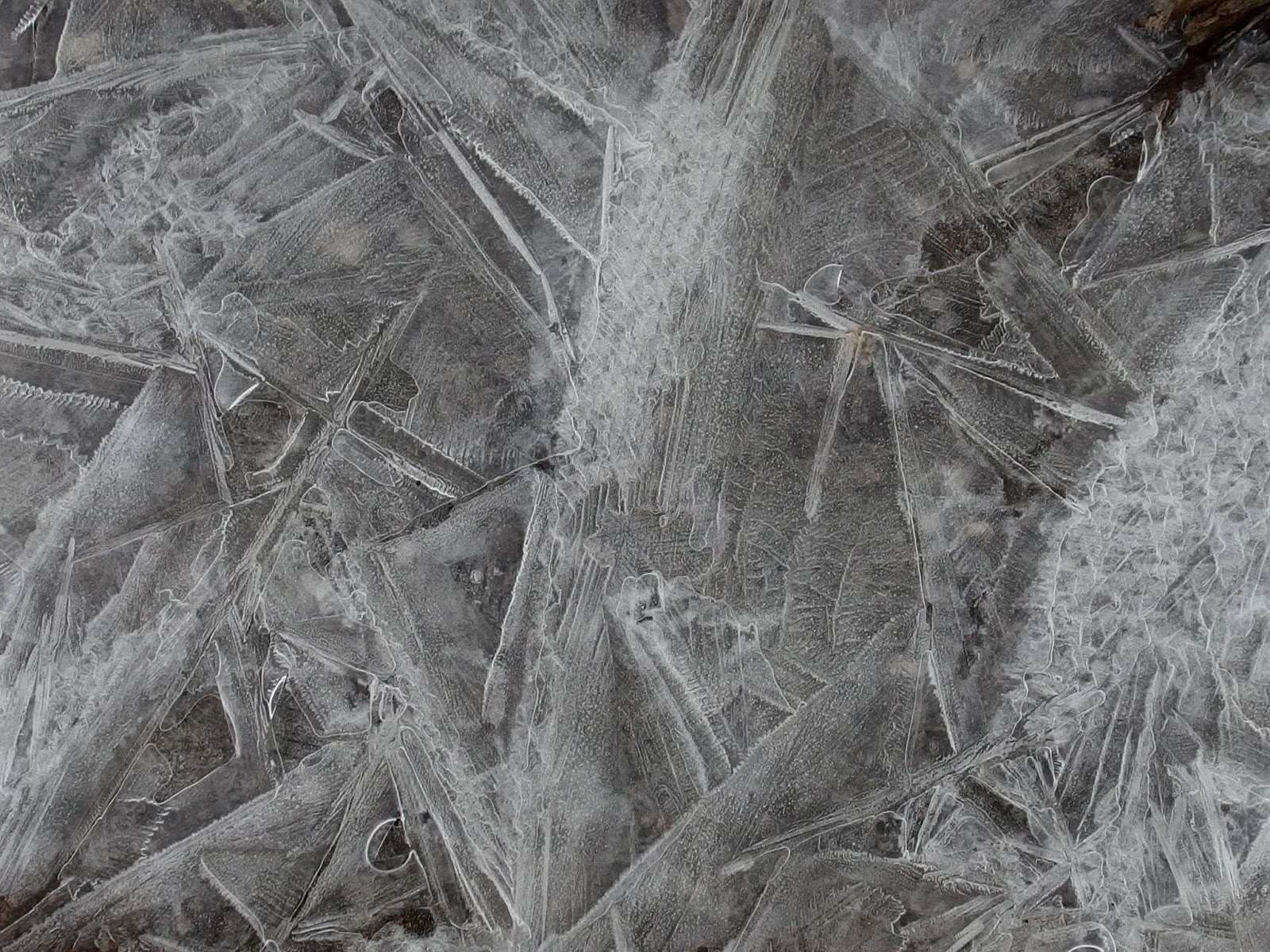 the golden fish flash frozen puddles