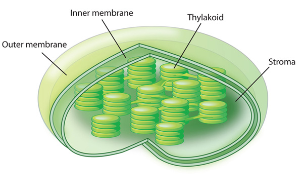 Chloroplastu funkcija