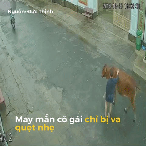 여자에게 옆차기 날리는 소 | 인스티즈