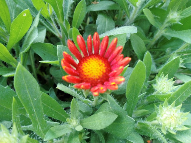 Gallardia (Gaillardia aristata Pursh.).