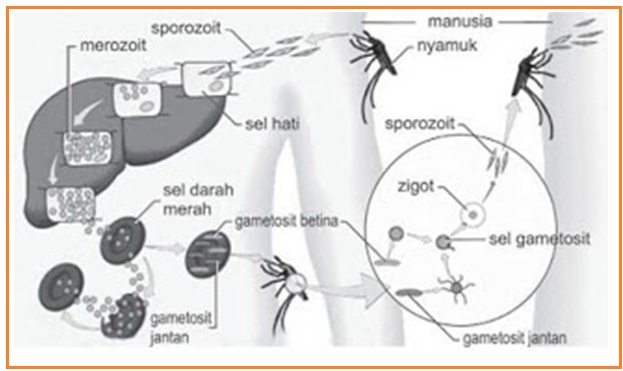 az ember a Plasmodium malária házigazda)