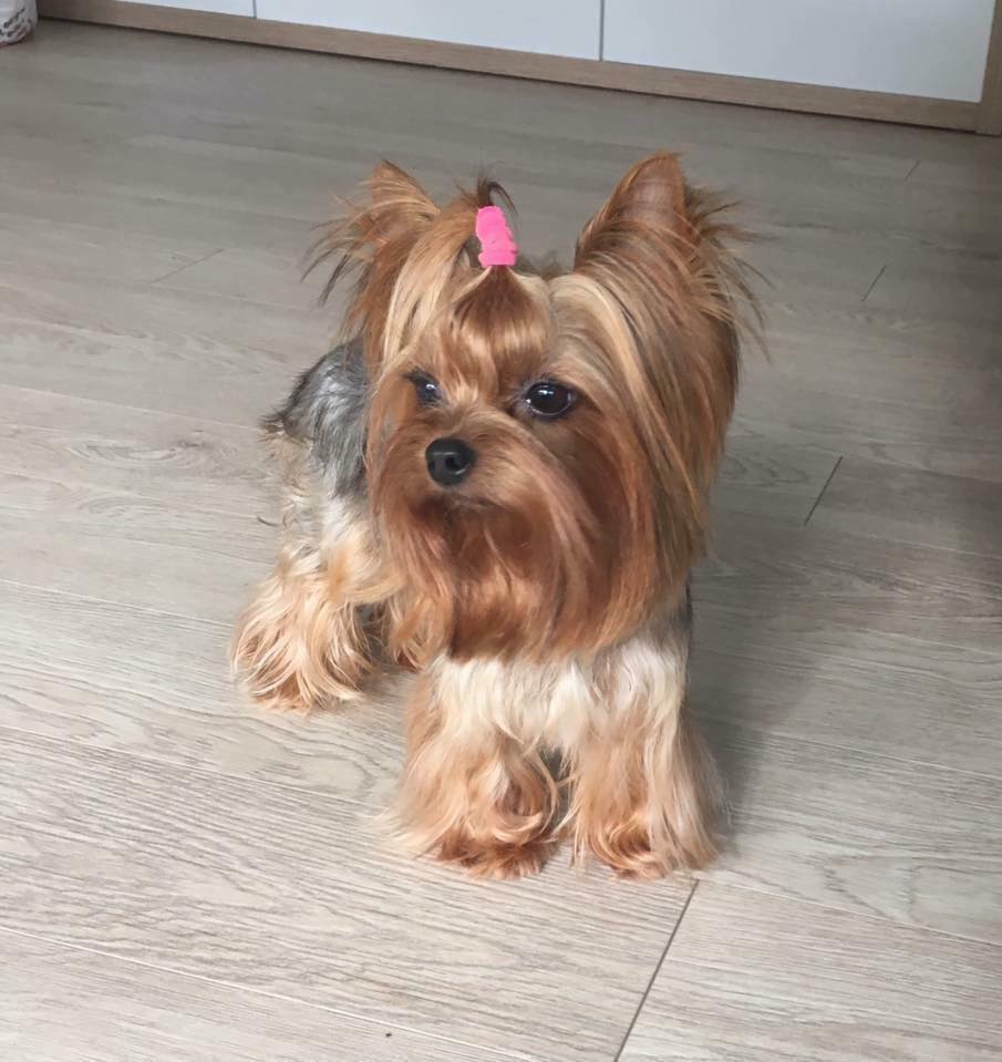 Yorkie Town 10 signs your yorkie loves you!!