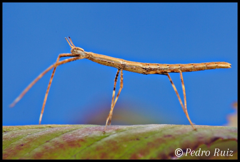 Ninfa hembra L2 de Parapachymorpha zomproi, 3 cm de longitud Ninfa hembra L2 de Parapachymorpha zomproi, 3 cm de longitud