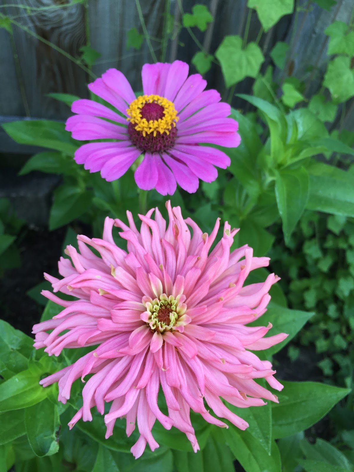 The Summer of Zinnias