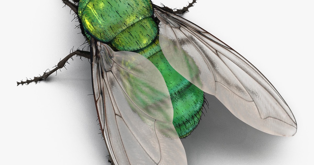 Сон муха большая. Большая зеленая Муха. Муха модель. Муха 3д. Изумрудная Муха.