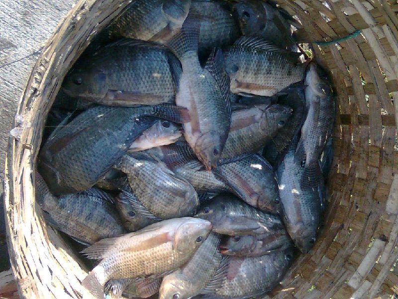 Cara Memasarkan Ikan Nila Hasil Budidaya Cara Memasarkan Ikan Nila Hasil Budidaya