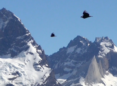 Chili-Torres del Paine condors