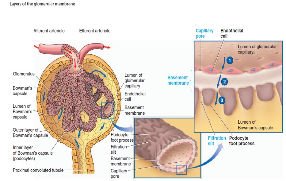 GLOMERULAR FILTRATION RATE Determinants of GFR Factors affecting GFR