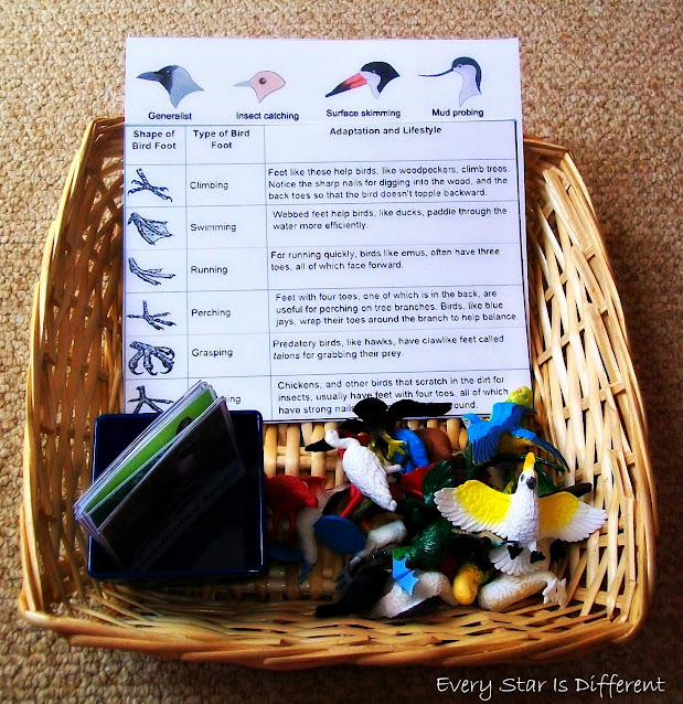 Bird Beak and Bird Feet Identification Activity (Free Printable)
