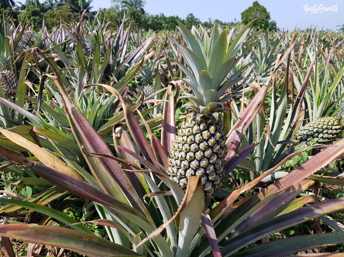 Nictar Symbiosis Farm (黄梨园) Pontian [Johor] BPDGTravels Building