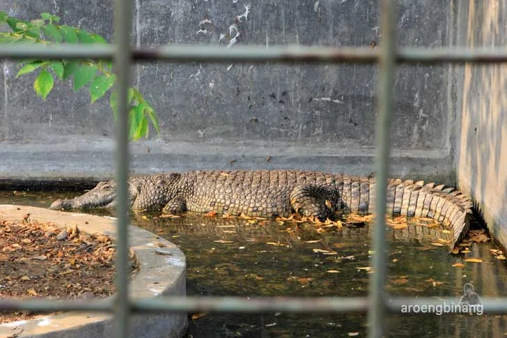 taman buaya tanjung pasir tangerang