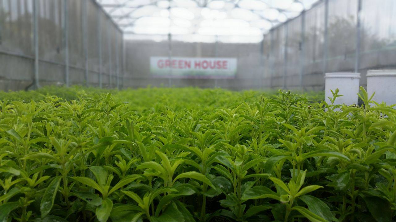 Much love, Mommy: PH’s 1st Stevia Grower-Manufacturer Bullish on
