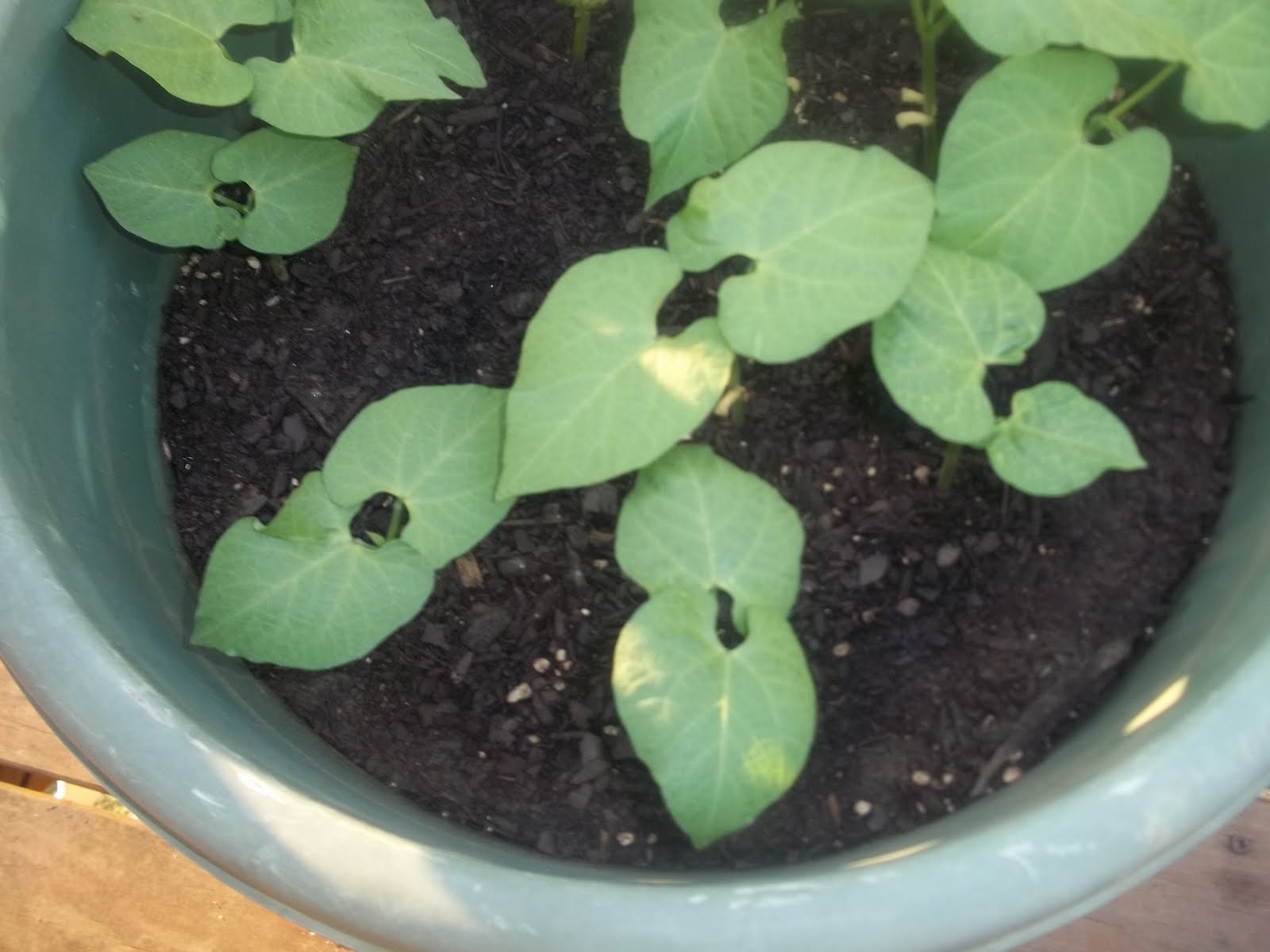 Gardener's Delight String Beans are growing fast