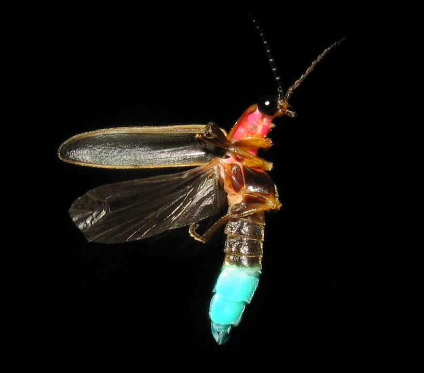 d20 Despot: Monster Monday: Lightning Bug, An Electric Insect