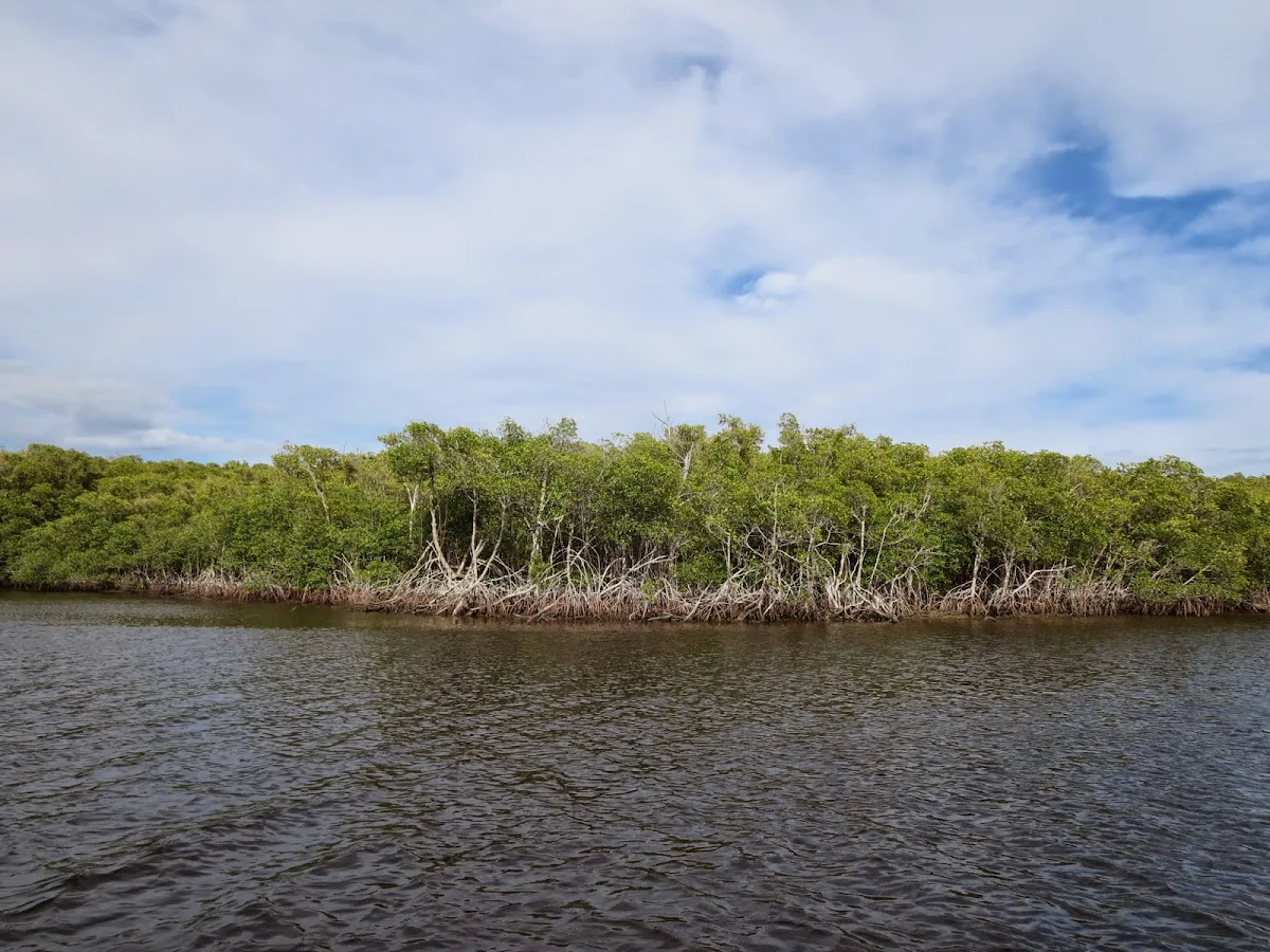 Mangroves near Port of the Islands Marina in Naples, Florida