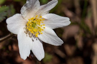 [Ranunculaceae] Anemone nemorosa – Wood anemone