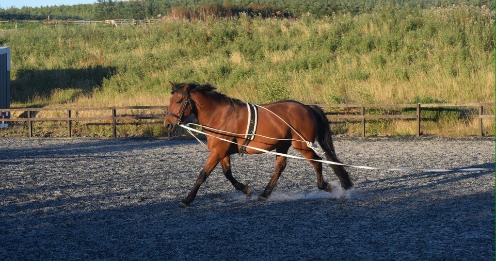 How To Lunge Your Horse The Right Way The Rider's Reins