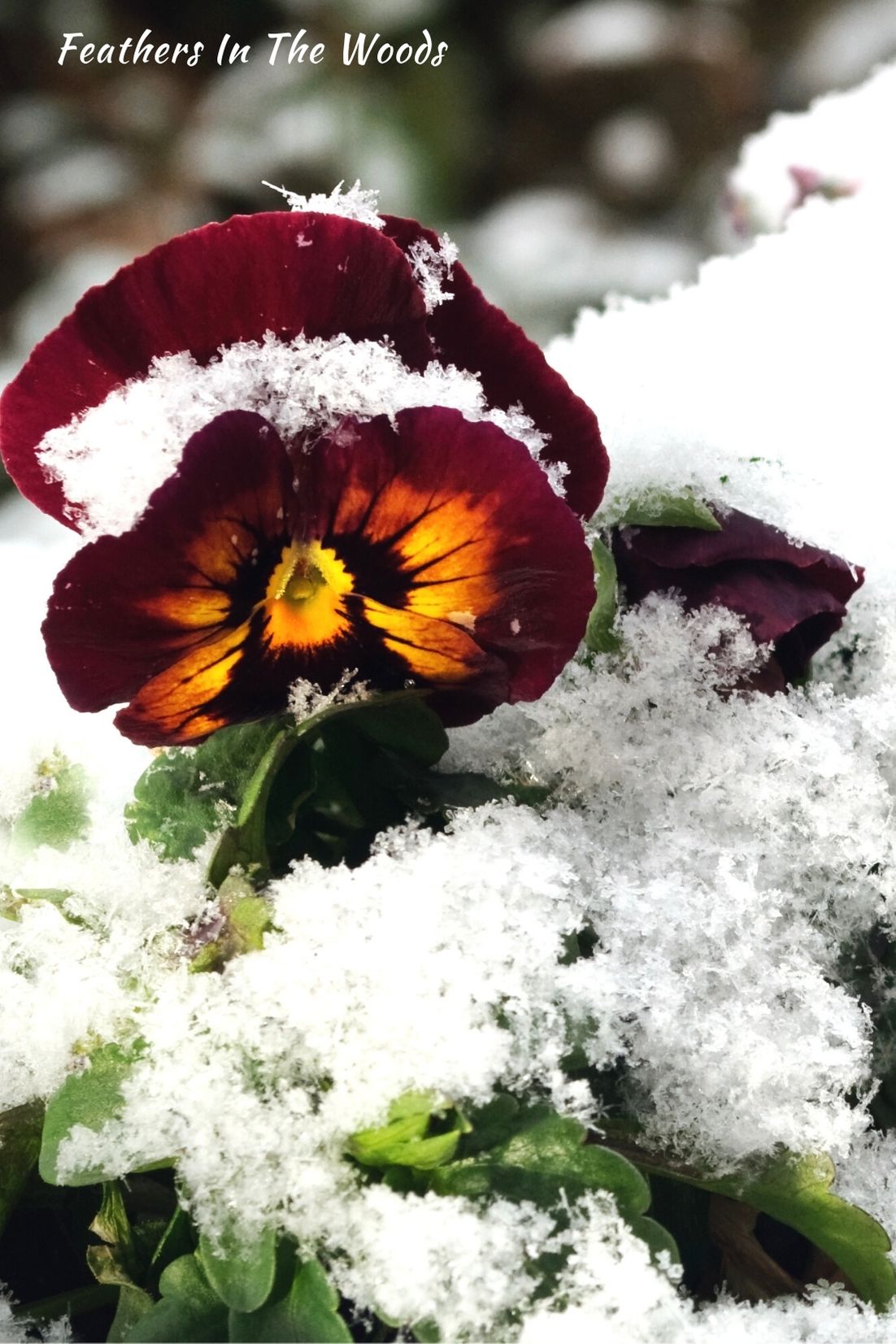 November gardening Feathers in the woods