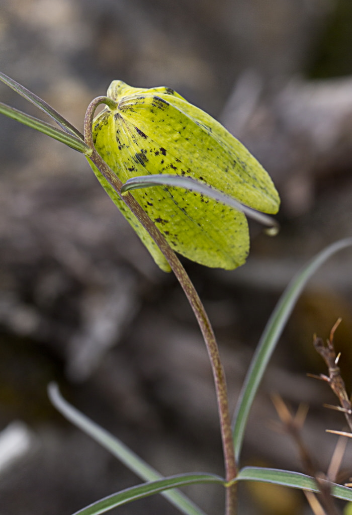 Fritillaria cirrhosa