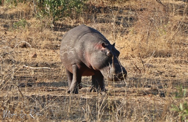 Hipo-Kruger-National-Park
