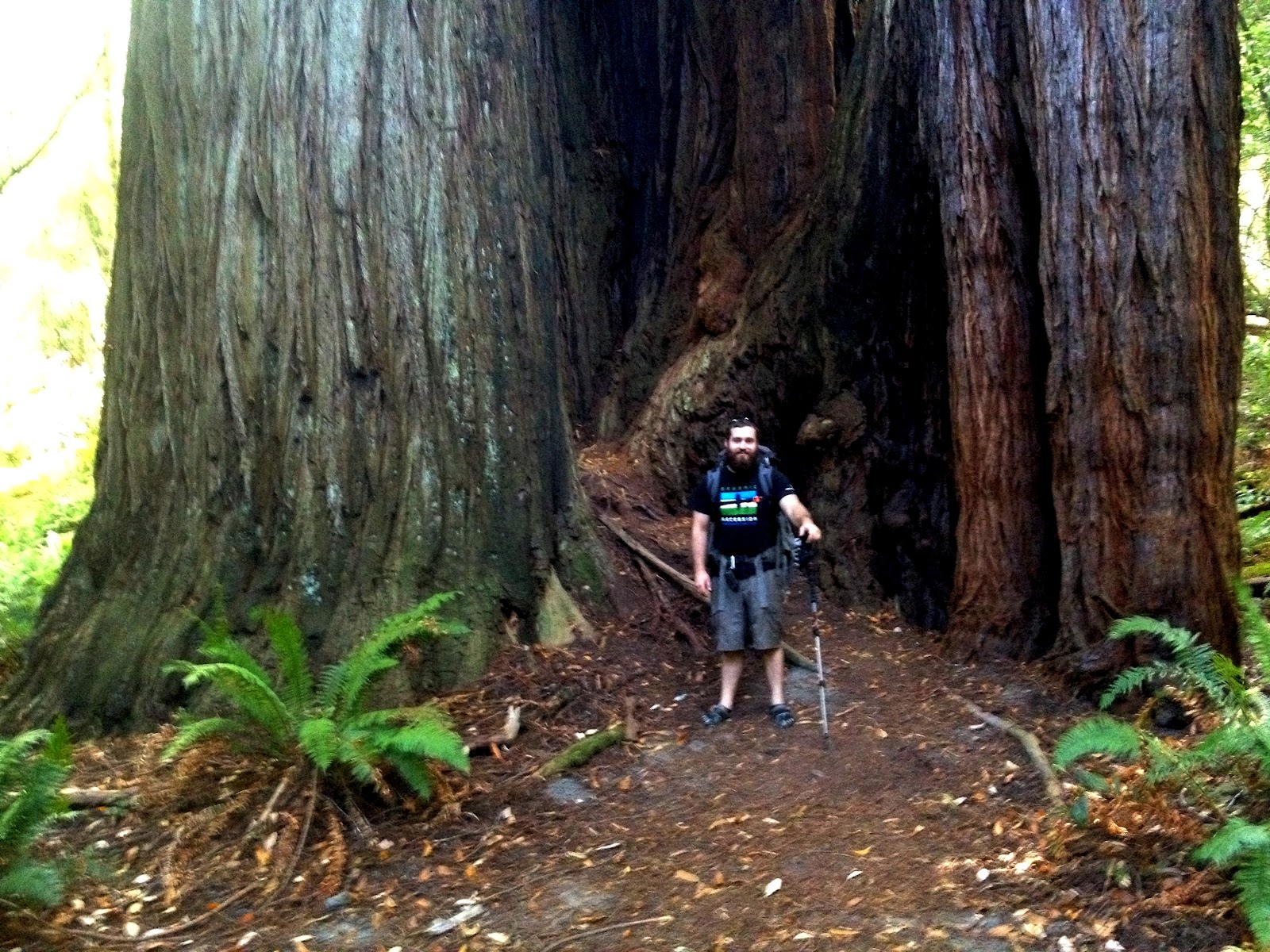 Redwood Creek to Tall Trees Grove Backpacking Redwood National Park