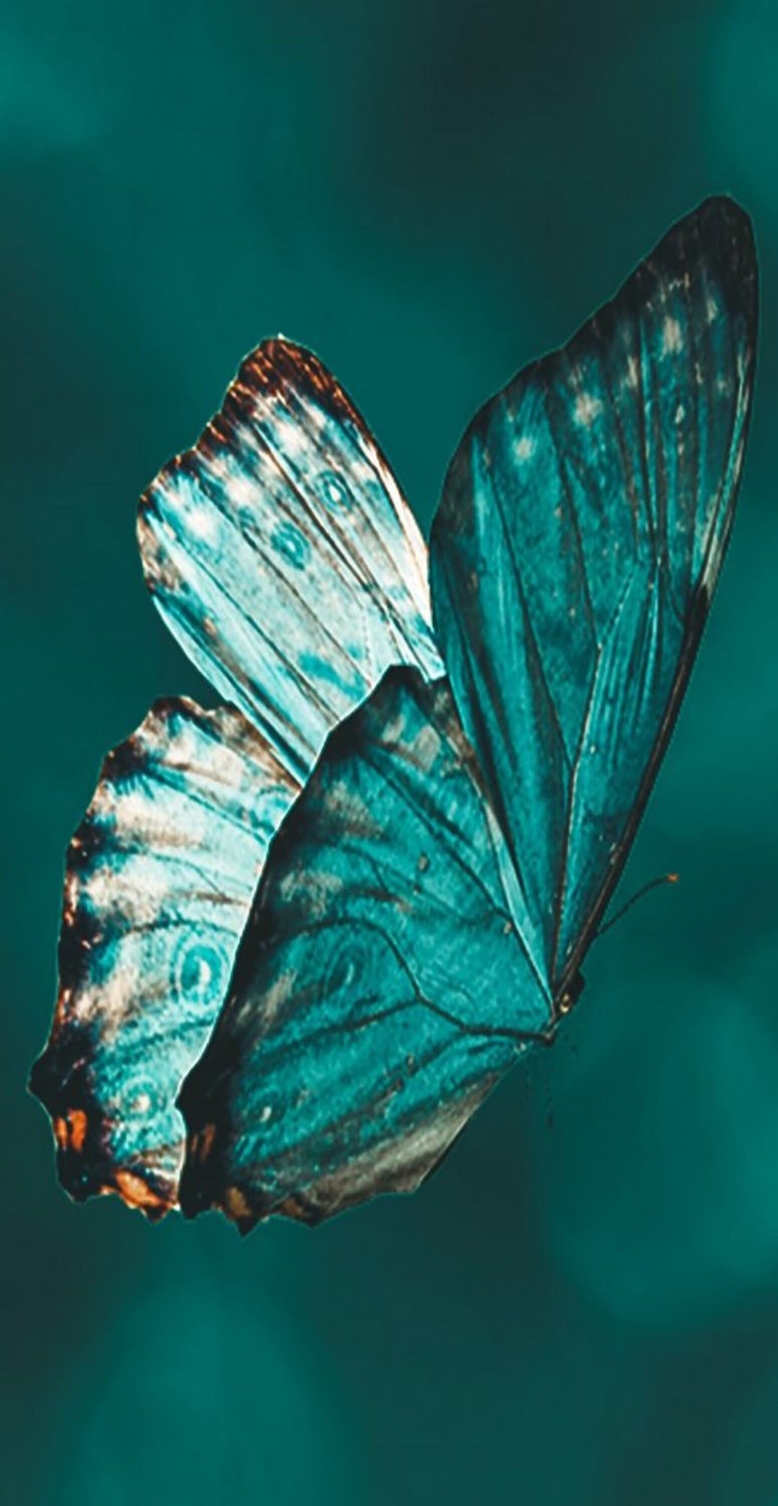 تحميل اضخم مجموعة خلفيات فراشات زرقاء 2024 | بدقة عالية HD و 4K