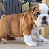 14 Things You Need To Know Before You Get English Bulldog