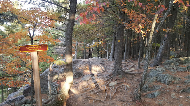 Colline des pins à Orford