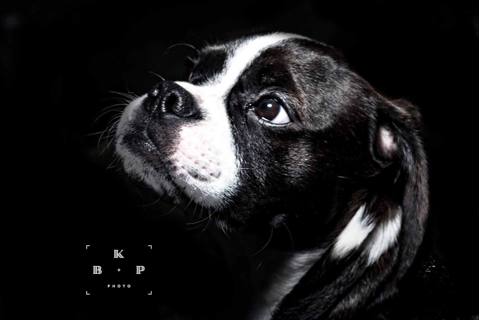 MoSa Dogs Travel Blog 105th Street Dog Run Riverside Park